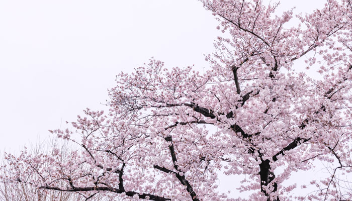 山桜の写真